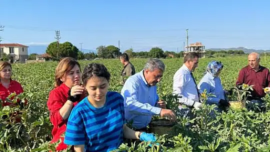 Vali Şıldak Çiftçilerle Bamya Hasat Etti