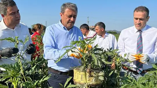 Vali Şıldak Çiftçilerle Bamya Hasat Etti