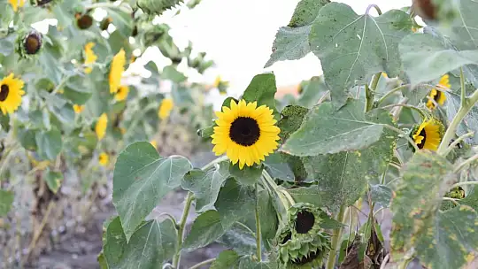 Tarım Şehrinde Her Mevsim Hasat Var