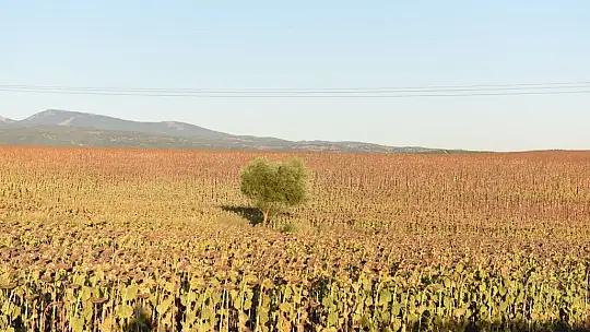 Tarım Şehrinde Her Mevsim Hasat Var