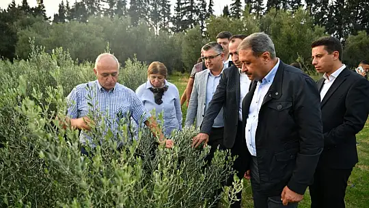 Zeytinde İnsansız Hava Aracı Projesinin İlk Denemesi Yapıldı