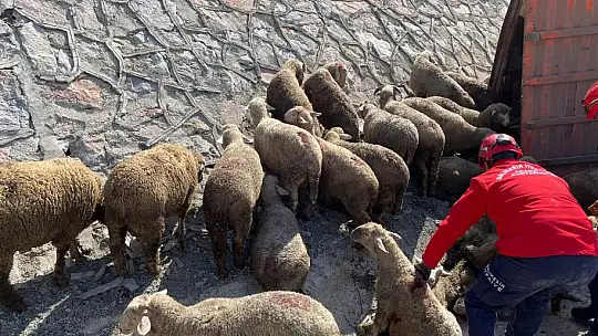 Otobanda Kaza  1 KİŞİ ÖLDÜ 52 KOYUN TELEF OLDU