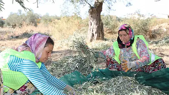 Zeytinin Başkenti Edremit'ten Sofralara