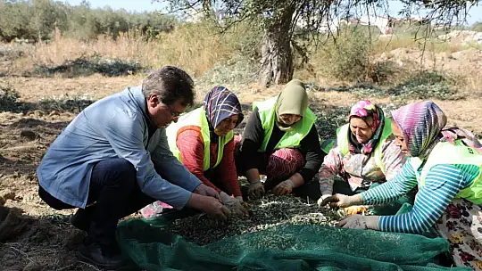 Zeytinin Başkenti Edremit'ten Sofralara