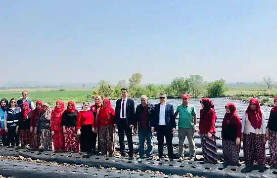 55 Bin Adet Organik Çilek Fidesi Toprakla Buluştu