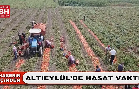 Altıeylül'de Hasat Vakti