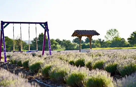 Altıeylül Lavanta Bahçesi Büyülüyor