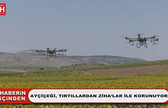 Ayçiçeği, Tırtıllardan ZİHA'lar ile Korunuyor