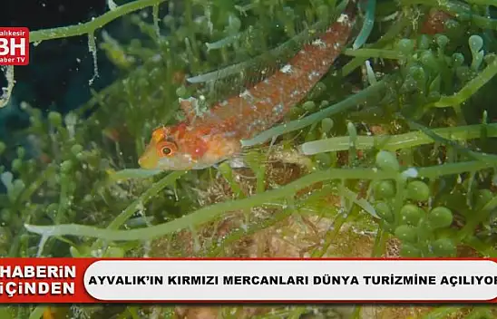 Ayvalık'ın Kırmızı Mercanları Dünya Turizmine Açılıyor
