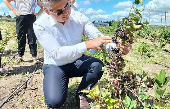 Balıkesir'de Aronya Bitkisi Ekiliş Alanları Artıyor…