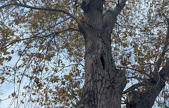 Bandırma'da Ağaçta Mahsur Kalan Kedi Kurtarıldı