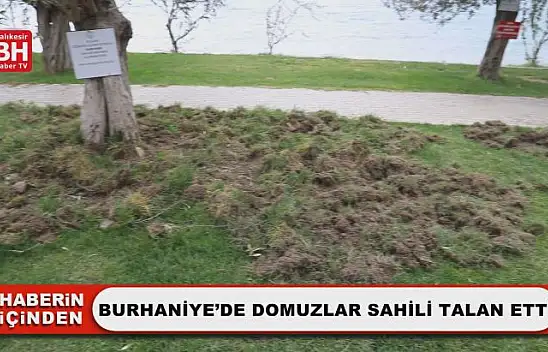 Burhaniye'de Domuzlar Sahili Talan Etti