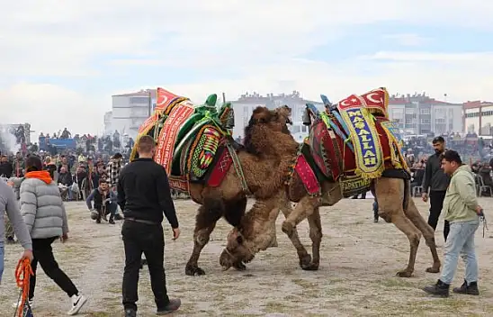 Burhaniye Deve Güreşleri Nefes Kesti