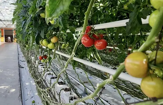 Cam Serada Üretilen Domatesler Dünya'ya İhraç Ediliyor