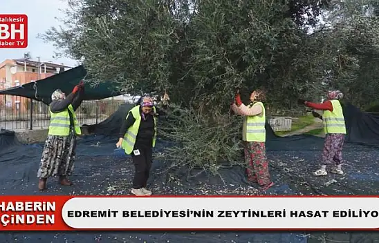Edremit Belediyesi Zeytinyağları İçin Hasat Devam Ediyor