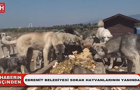 Edremit Belediyesi Sokak Hayvanlarının Yanında