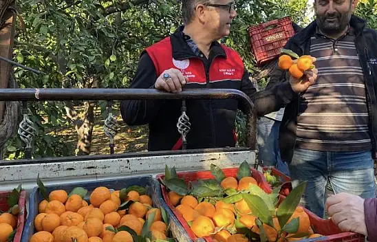 Havran Mandalinası Türkiye'nin Dört Bir Yanına Gidiyor…