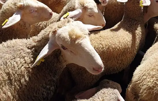 Pilot İl Balıkesir'de Balıkesir Kuzusu Takip Ediliyor...