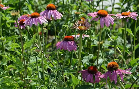 Türkiye'nin İlk Yerli Kara Mürver Şurubu SAMBUÇEM