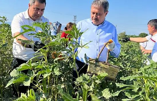 Vali Şıldak Çiftçilerle Bamya Hasat Etti