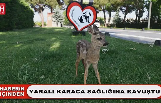 Yaralı Karaca Sağlığına Kavuştu