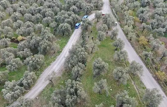 Zeytin Hırsızlığına Tutuklama