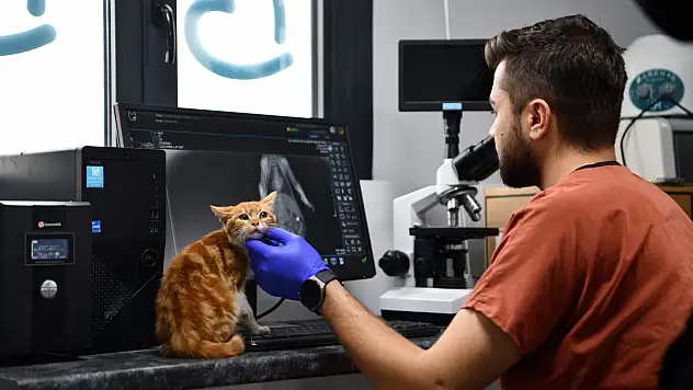 Balıkesir'de can dostlar Büyükşehir eliyle güvende