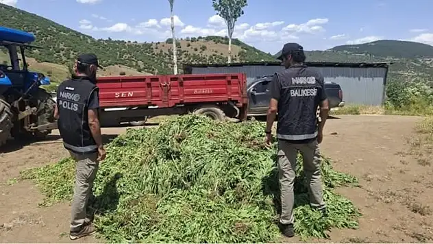 Balıkesir'de Dağ Evinde Uyuşturucu Serası: 4 Ton Esrar Piyasaya Sürülmek Üzereydi!
