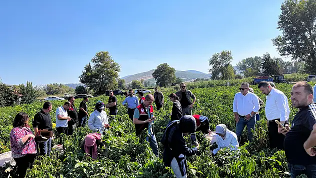 Bigadiç Çekirdekli'de Biber Hasadı Coşkusu...