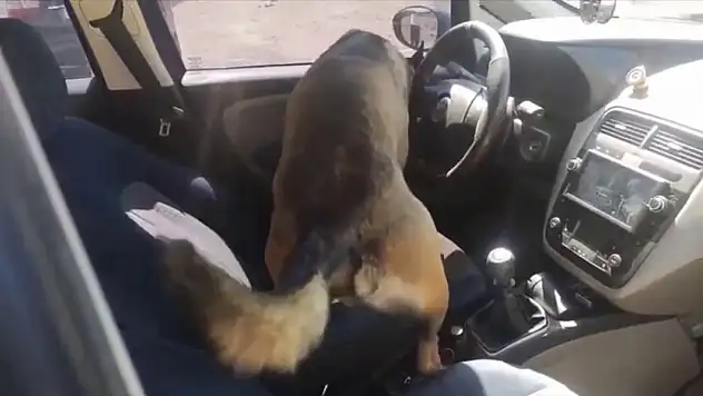 Narkotik dedektör köpeği Dark'tan kaçış yok!