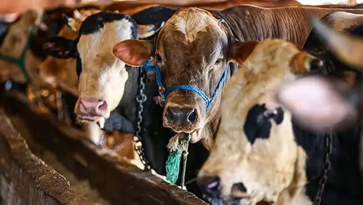 2025 Kurbanlık Fiyatları Açıklandı!