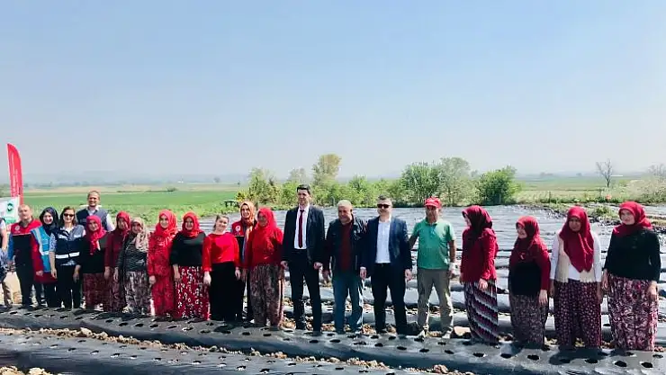 55 Bin Adet Organik Çilek Fidesi Toprakla Buluştu