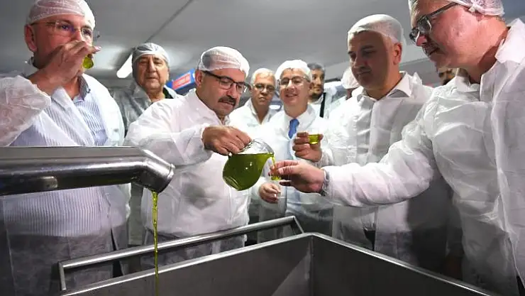Ayvalık'ta Yılın İlk Zeytin Hasadı Yapıldı 