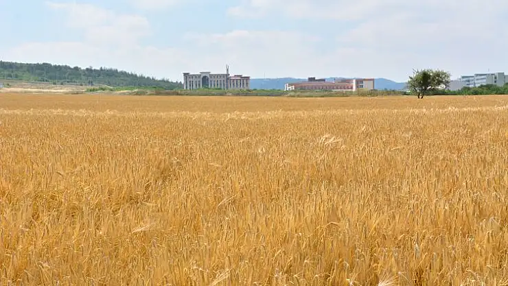 BAÜN'de Tarımsal Üretim Devam Ediyor