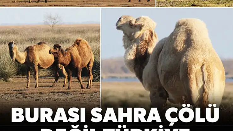 Burası Sahra Çölü değil Türkiye