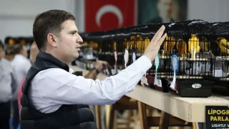 Dünyanın en büyük kanarya yarışması Edremit'te...