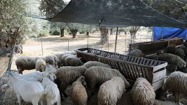 Edremit'te Kurban Satış ve Kesim Yerleri Belirlendi!