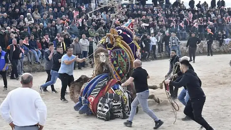 Havran'da 7. Geleneksel Folklorik Deve Gösterisi Coşkusu Yaşandı