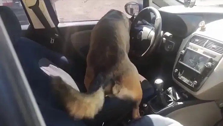 Narkotik dedektör köpeği Dark'tan kaçış yok!