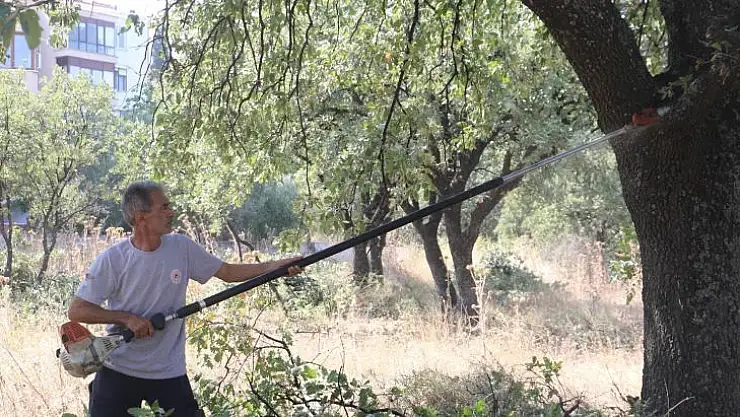 Ören'de Anıt Ağaçlar Rehabilite Ediliyor