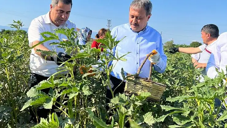 Vali Şıldak Çiftçilerle Bamya Hasat Etti