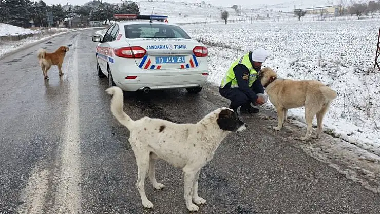 Vali Şıldak'tan Sokak Hayvanları İçin Çağrı