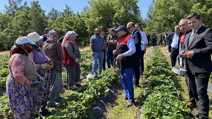 Vali Ustaoğlu Çiftçilerle Çilek Hasadında