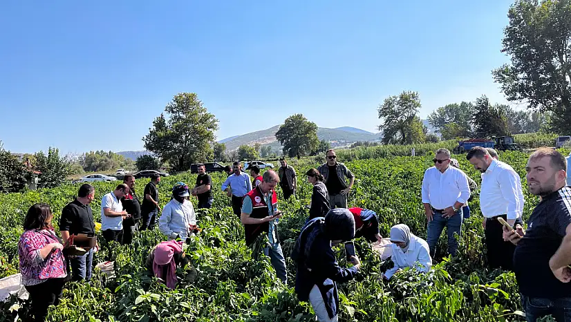 Bigadiç Çekirdekli'de Biber Hasadı Coşkusu...