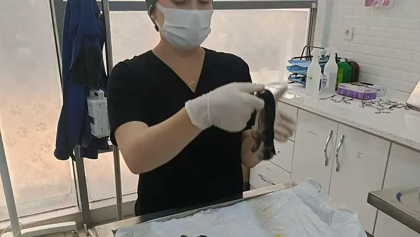 Büyükşehir, hamile kediyi kurtarmak için seferber oldu