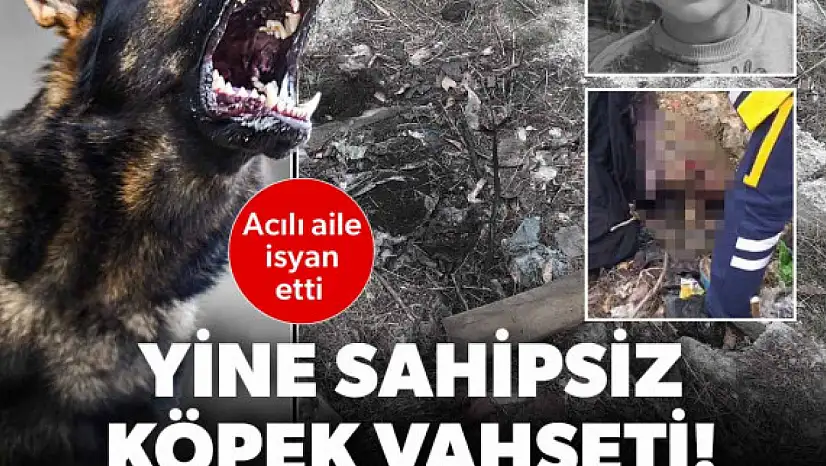 Sokak köpekleri kız çocuğunu güpegündüz öldürdü