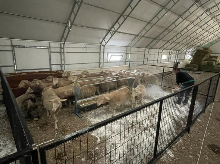 Balıkesir Kuzusunda Sındırgı Marka Değer Olacak