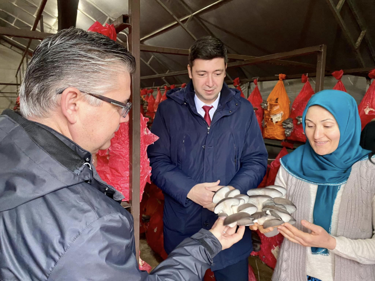 Şamlı Mahallesi'nde İstiridye Mantarında Hasat Mesaisi Başladı…