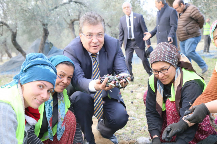 Edremit Belediyesi Son Zeytin Hasadını Yaptı