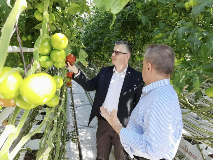 Cam Serada Üretilen Domatesler Dünya'ya İhraç Ediliyor